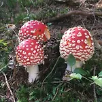 Apartma Lip Apartamento Rateče