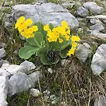 Appartamento Apartma Lip *