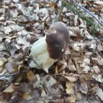 Apartma Lip * Rateče