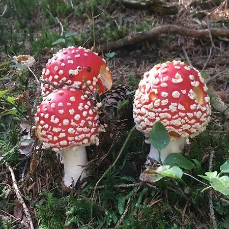 Apartma Lip Апартаменты Ратече