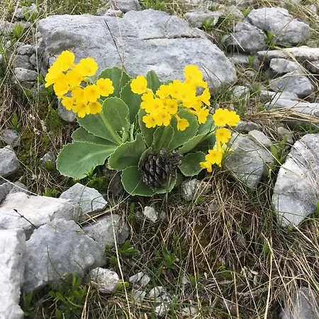 Апартаменты Apartma Lip *