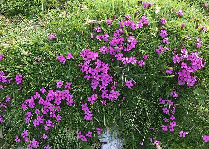 Apartma Lip Lejlighed *