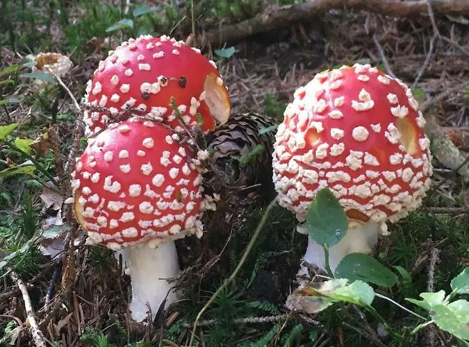 Apartma Lip Apartman Rateče