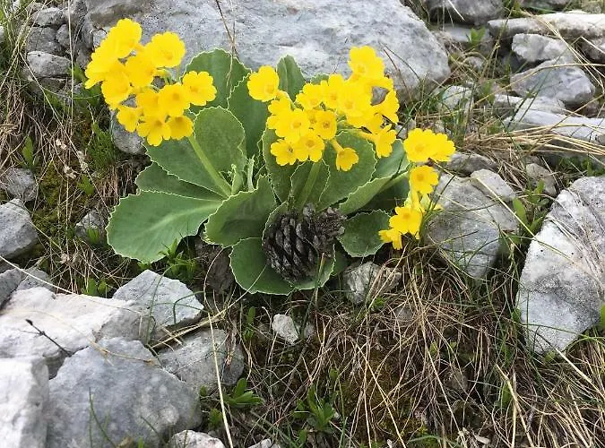 Apartman Apartma Lip *