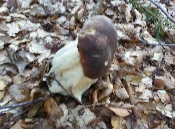 Apartma Lip * Rateče